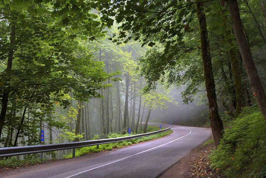 جنگل رامسر دیدنی های رامسر