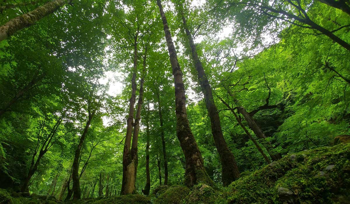 بوستان جنگلی صفارود