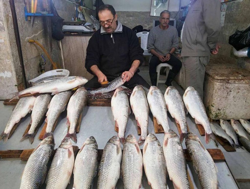 ماهی شمال