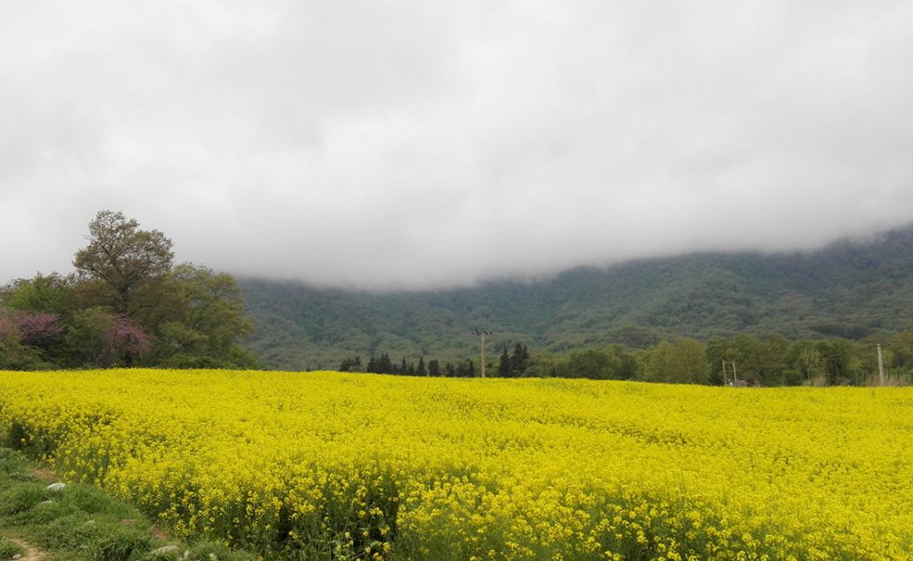 چشمه گل رامیان کجاست