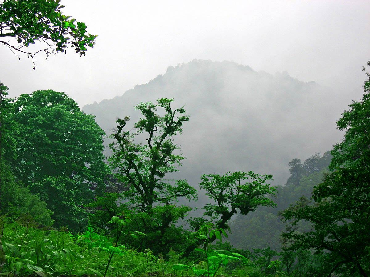 جنگل های هیرکانی
