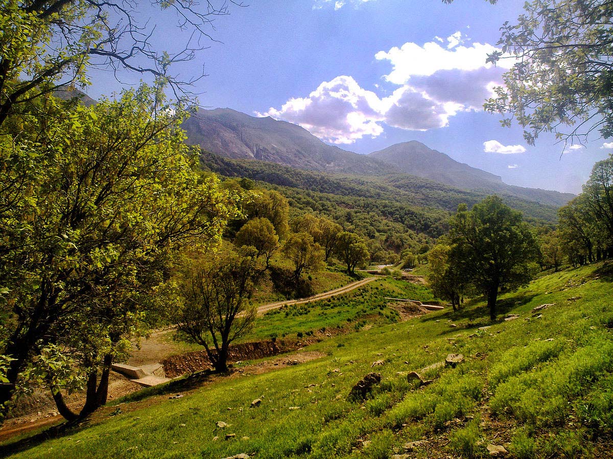 جنگل های هیرکانی