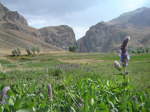 طبیعت دشت ساواشی