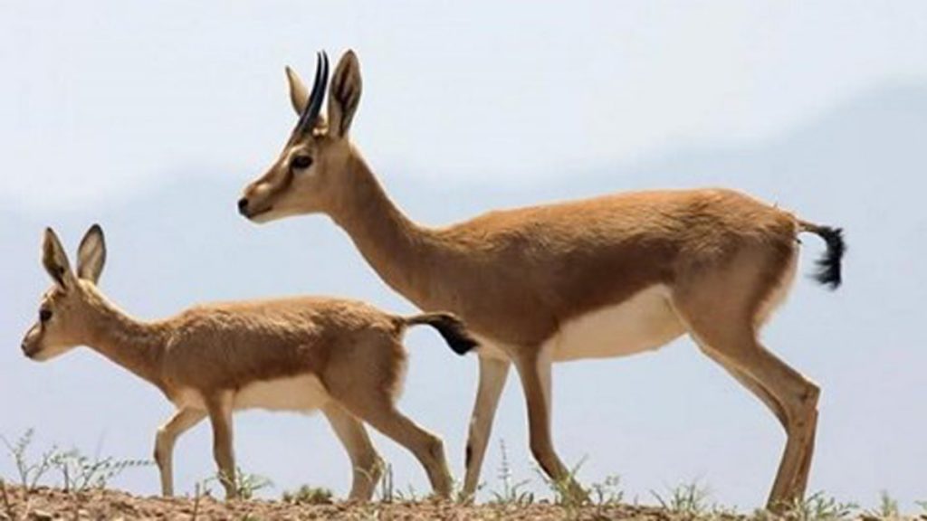 آهوی جبیر