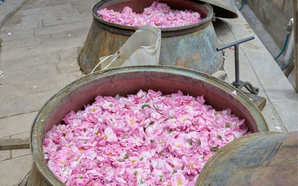 گلاب گیری کاشان