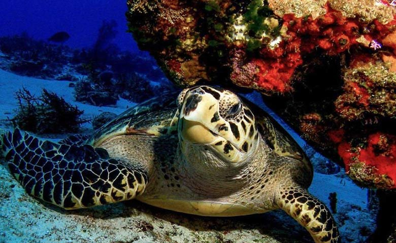 دیدنی های جزیره هنگام قشم