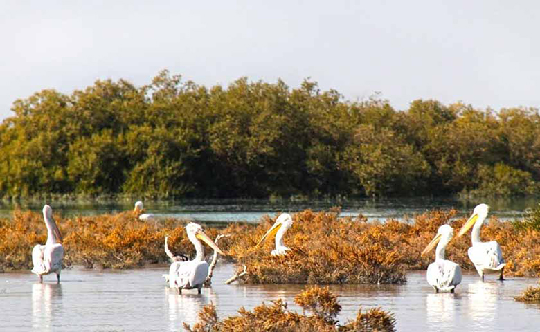 جنگل حرا چابهار