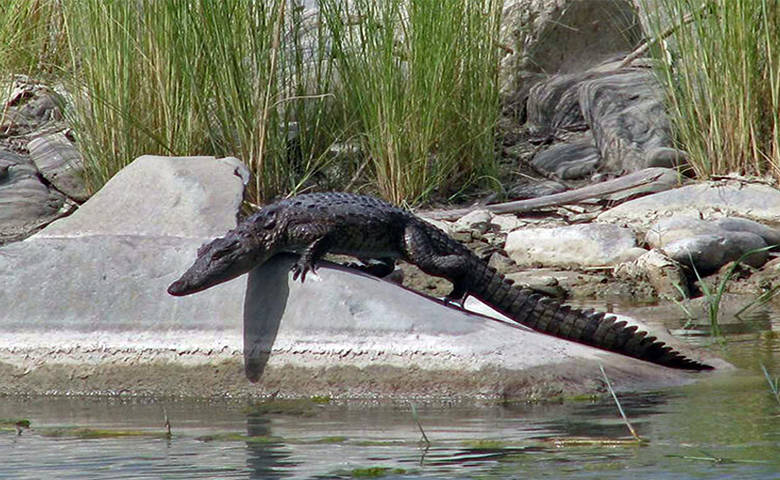 منطقه حفاظت‌شده گاندو باهوکلات