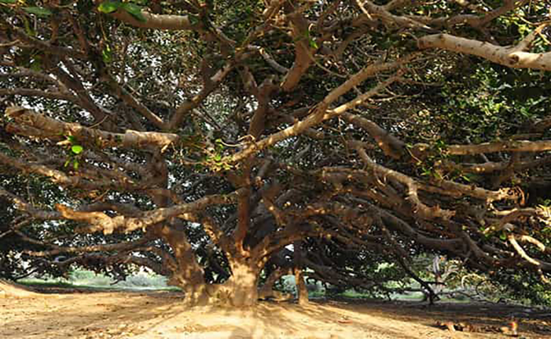 درخت انجیر معابد (مکرزن) چابهار