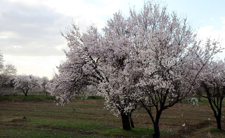 جاهای دیدنی قزوین در بهار