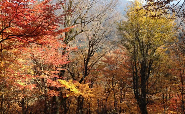 جاهای دیدنی گرگان جنگل ناهارخوران