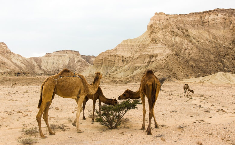 سفر به قشم در دوران کرونا