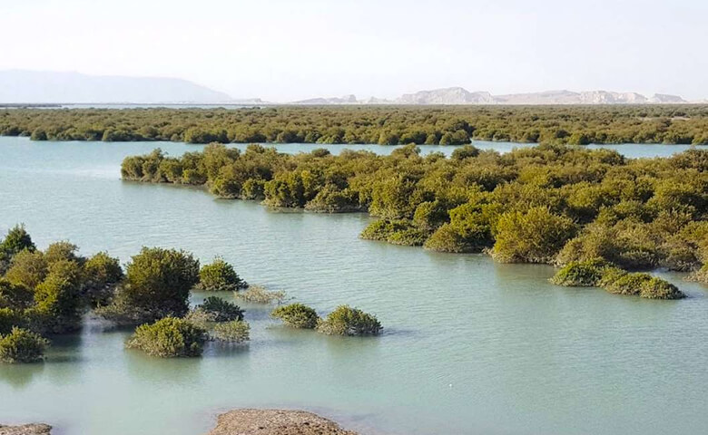 جنگل حرا در کجاست