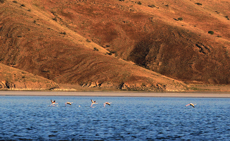 جزیره کبودان