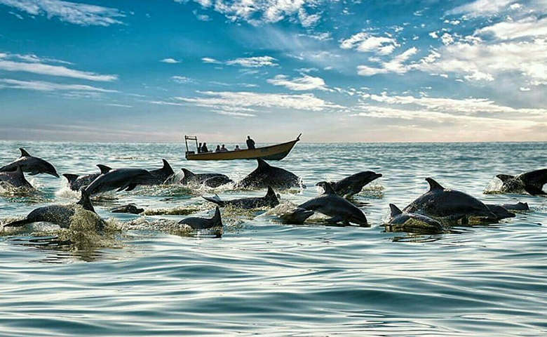 دلفین های هنگام
