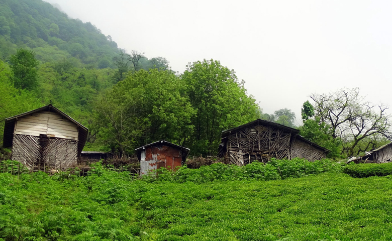 طبیعت سرسبز شمال