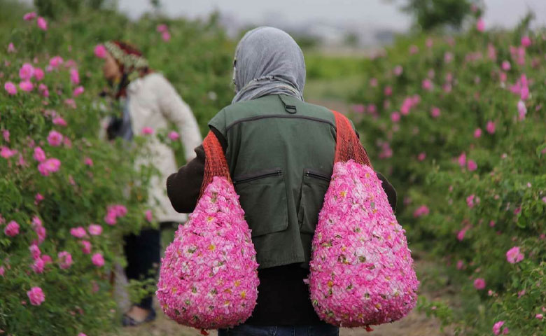 گلاب گیری قمصر کاشان