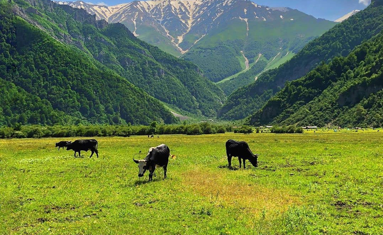 فاصله تهران تا دشت دریاسر