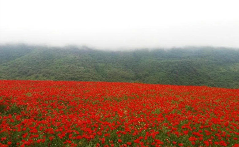 دشت شقایق گالیکش جاهای دیدنی گلستان