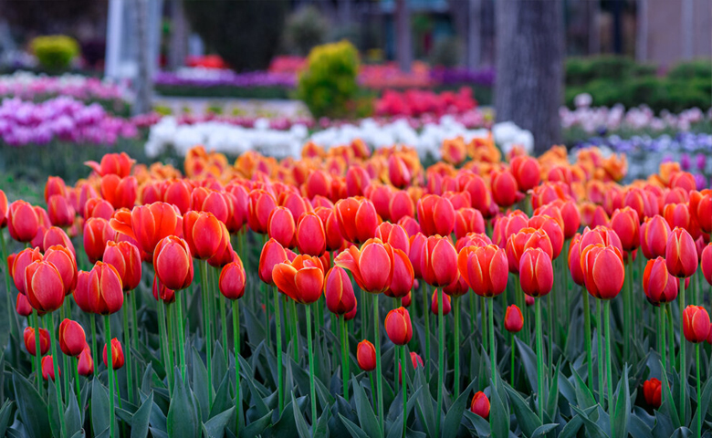 جاهای دیدنی نزدیک باغ گیاه شناسی تهران