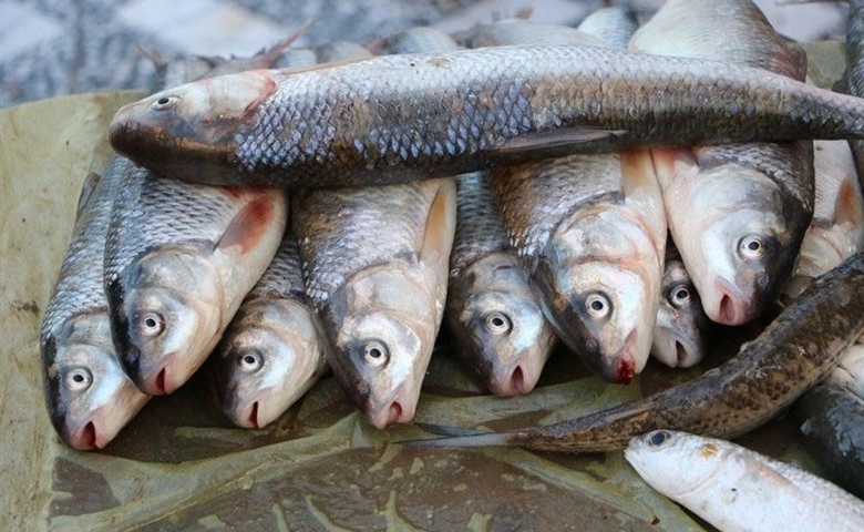 بازار ماهی رامسر