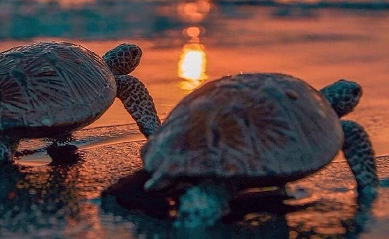 ساحل تخم گذاری لاک‌پشت‌ها