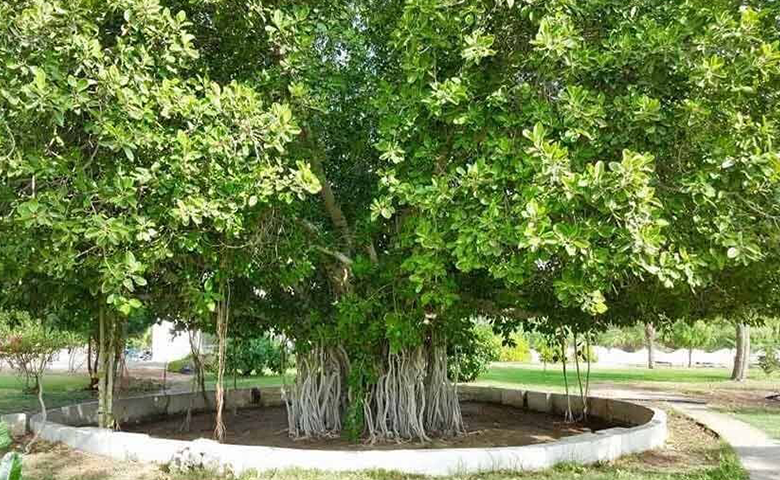 درخت سبز، نماد قدمت و زیبایی کیش