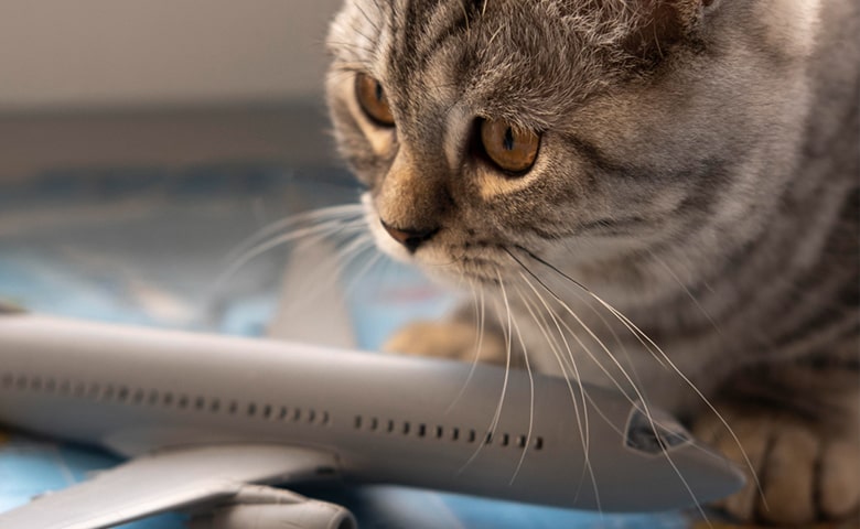 هزینه انتقال حیوان خانگی با هواپیما