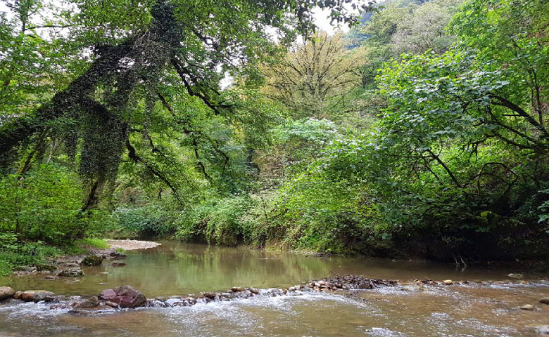 جنگل پلنگ دره و آبشار زیبای آن