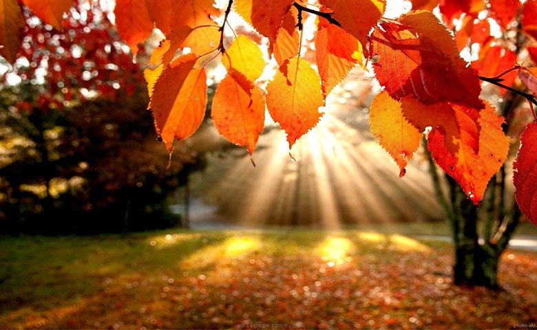 پاییز در رشت و طبیعتی هزار رنگ